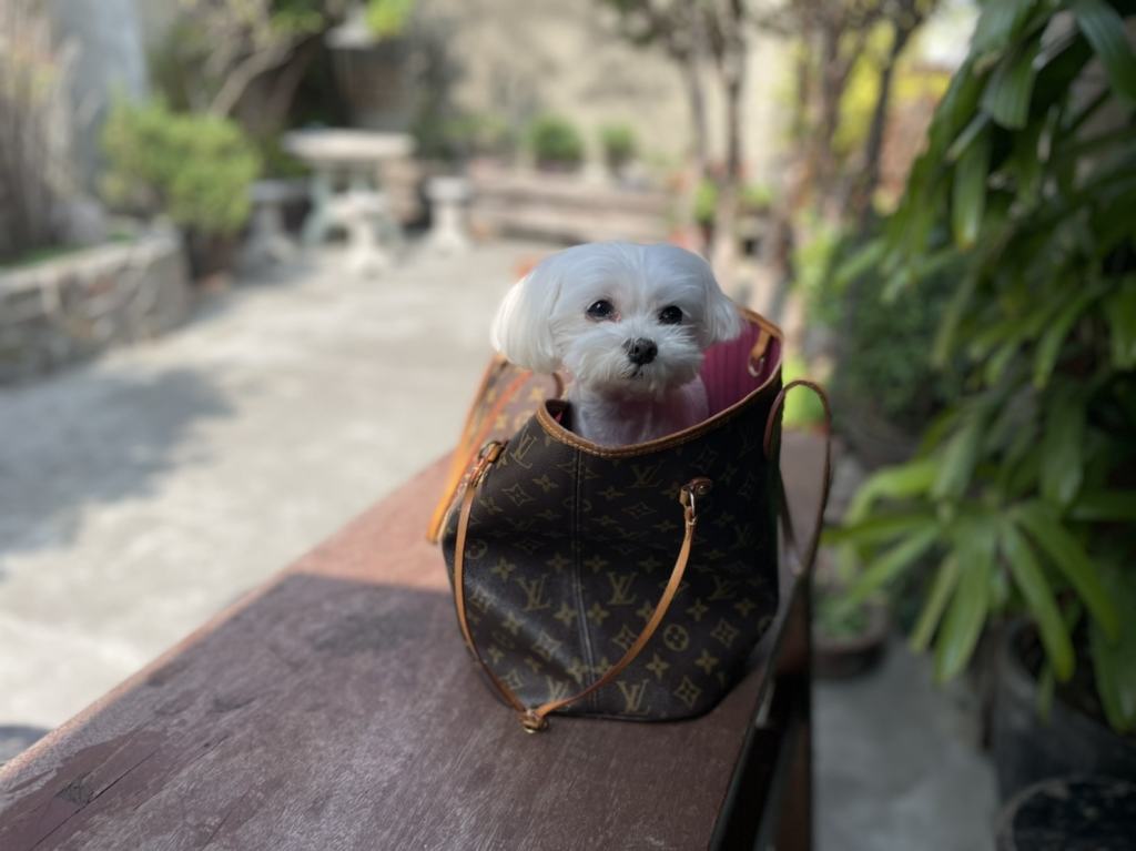 伊甸動物醫院違法撤照原地改名為伊甸園動物醫院